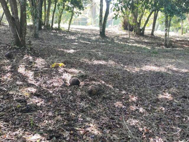 Terreno para Venda em Uruçuca - 4