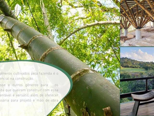 Sítio para Venda em Uruçuca - 4