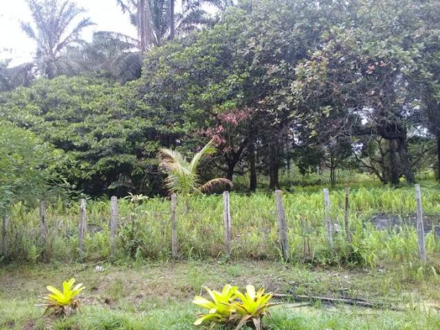 #84 - Terreno para Venda em Ilhéus - BA - 3